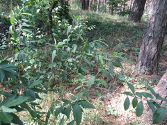 Prunus persica persica