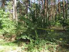 Prunus persica persica