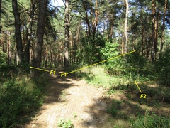 Prunus persica persica