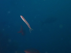 Plagiotremus azaleus