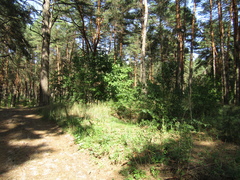 Prunus persica persica