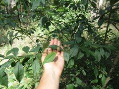 Prunus persica persica