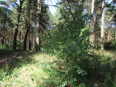 Prunus persica persica