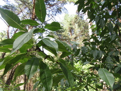 Prunus persica persica