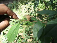 Prunus persica persica