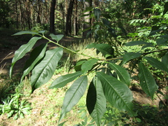 Prunus persica persica