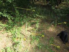 Prunus persica persica