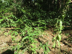 Prunus persica persica