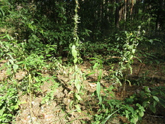 Prunus persica persica