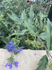 Caryopteris