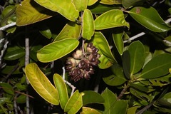 Tetracera asperula
