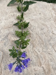 Caryopteris