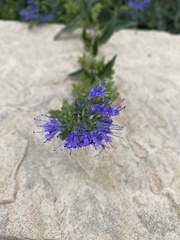 Caryopteris
