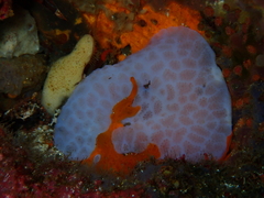 Aplidium solidum