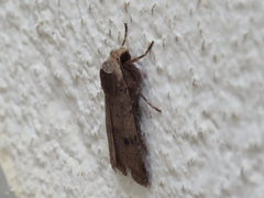 Cerastis faceta
