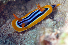 Chromodoris quadricolor