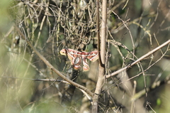 Rothschildia jacobaeae