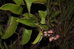 Tetracera asperula