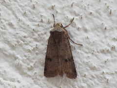 Cerastis faceta