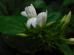 Jasminum sambac