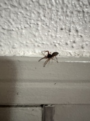 Trachelas tranquillus