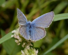 Polyommatus icarus