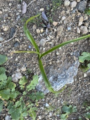 Toxicoscordion fremontii