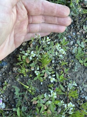 Tomostima cuneifolia