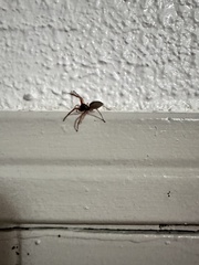 Trachelas tranquillus