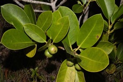 Clusia fockeana