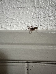 Trachelas tranquillus