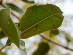 Telamonia dimidiata