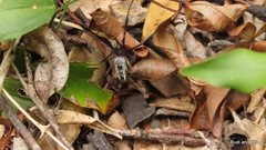 Trichonephila fenestrata