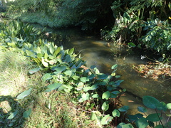 Alisma canaliculatum