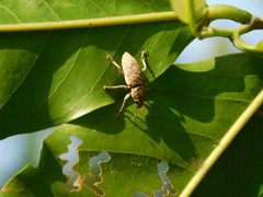 Myllocerus