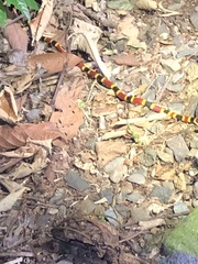 Micrurus mosquitensis