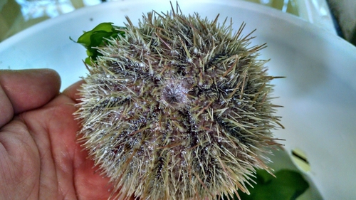 Arctic Green Sea Urchin, photo 4 of 7