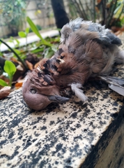 Streptopelia senegalensis