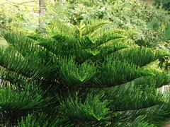Araucaria