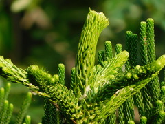 Araucaria