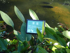 Alisma canaliculatum