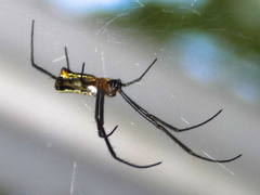 Trichonephila fenestrata