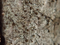 Chaenotheca ferruginea