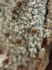 Chaenotheca ferruginea