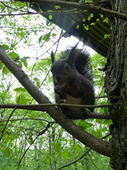 Sciurus vulgaris