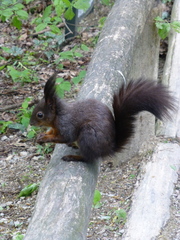Sciurus vulgaris