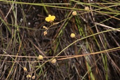 Utricularia hispida