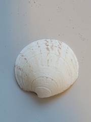 Dosinia exoleta