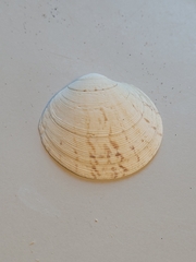 Dosinia exoleta