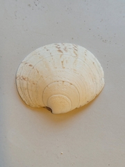 Dosinia exoleta